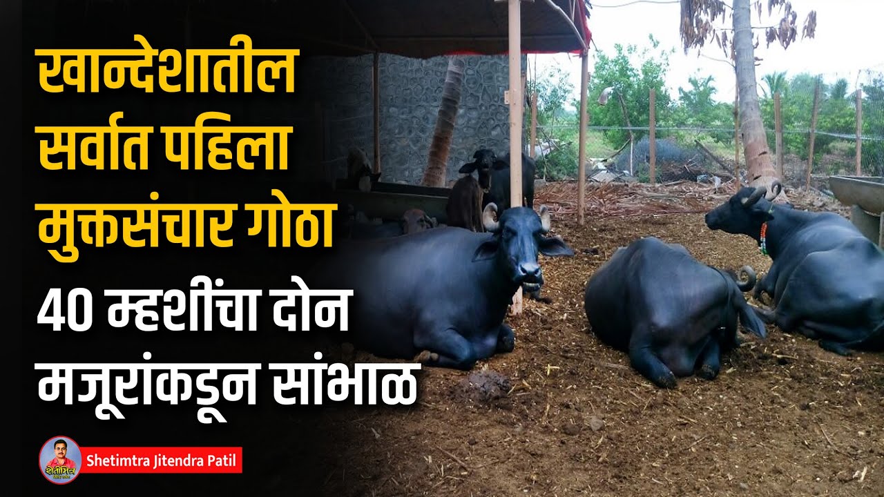 खान्देशातील सर्वात पहिला 40 मुऱ्हा म्हशींचा मुक्तसंचार गोठा | Buffalo free housing | dairy farm
