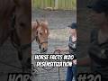 Still can’t say that word sorry #horse #horsefacts #horses #horseriding