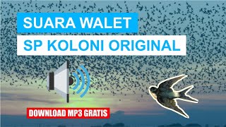 SUARA PANGGIL WALET KOLONI ORIGINAL.