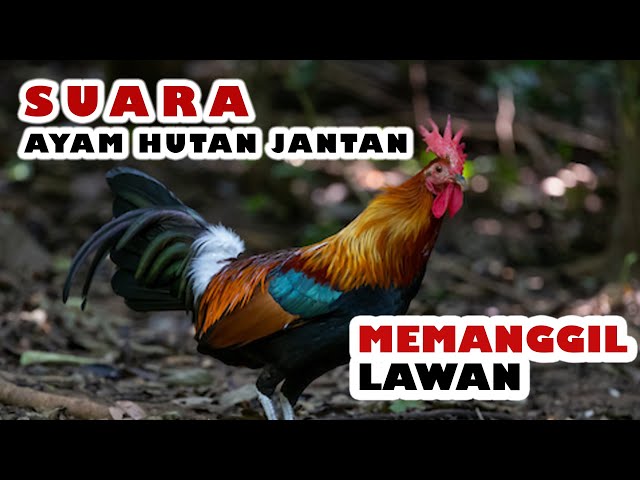 SUARA AYAM HUTAN PIKAT JANTAN - MEMANGGIL LAWAN class=