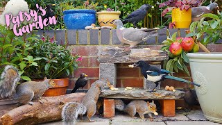 Cat TV for Cats to Watch  Birds & Squirrels Frolic in the Garden  Bird Videos for Cats (4K)