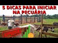 COMO INICIAR NA PECUÁRIA - DICAS INFALÍVEIS