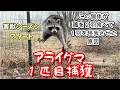 害獣シーズンスタート・アライグマ１匹目捕獲
