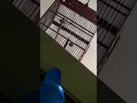 ciblek kristal nembak nembak - YouTube