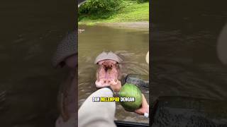 Kuda Nil Ini Akhirnya Berhasil Makan Semangka! 🥹🍉