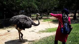 Port Dickson Ostrich Show Farm | 9 Wonders | Feeding, Touching And Take A Picture With Ostriches screenshot 5