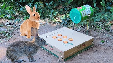 Easy Rabbit Trap Using Cardboard Box And Hole - Method Unique Rabbit Trap