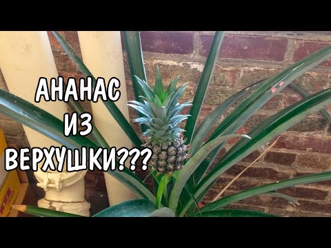 ВЫРАСТИТЬ АНАНАС В ДОМАШНИХ УСЛОВИЯХ???