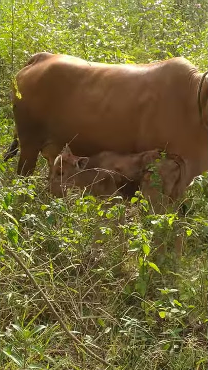 11 Hari Umur Anak Jantan Lembu baka brahman