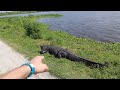 Worlds largest alligator lakeland florida  my search for godzilla of circle b park wild gator