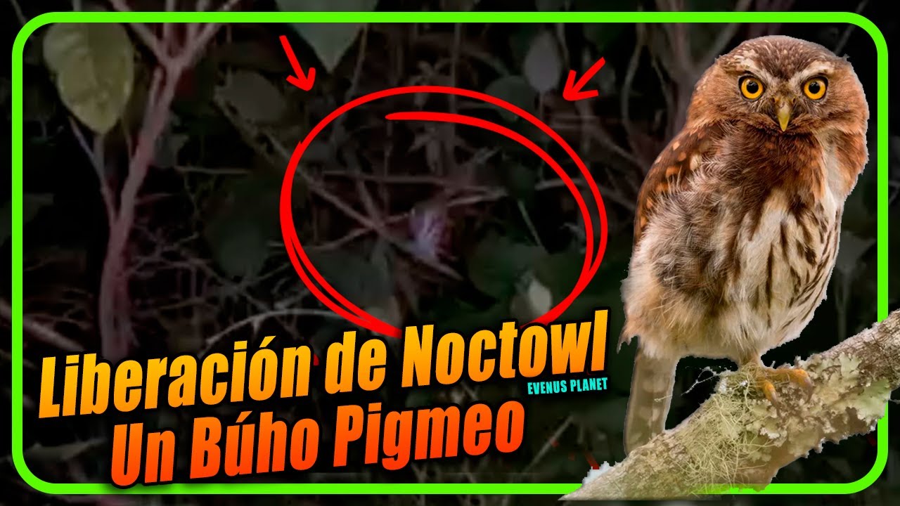 Liberación de Noctowl un Búho Pigmeo
