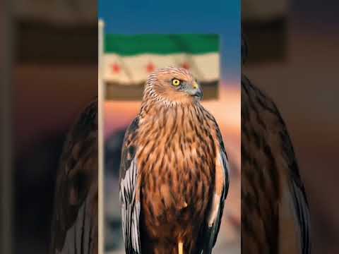 شاهين طير حر