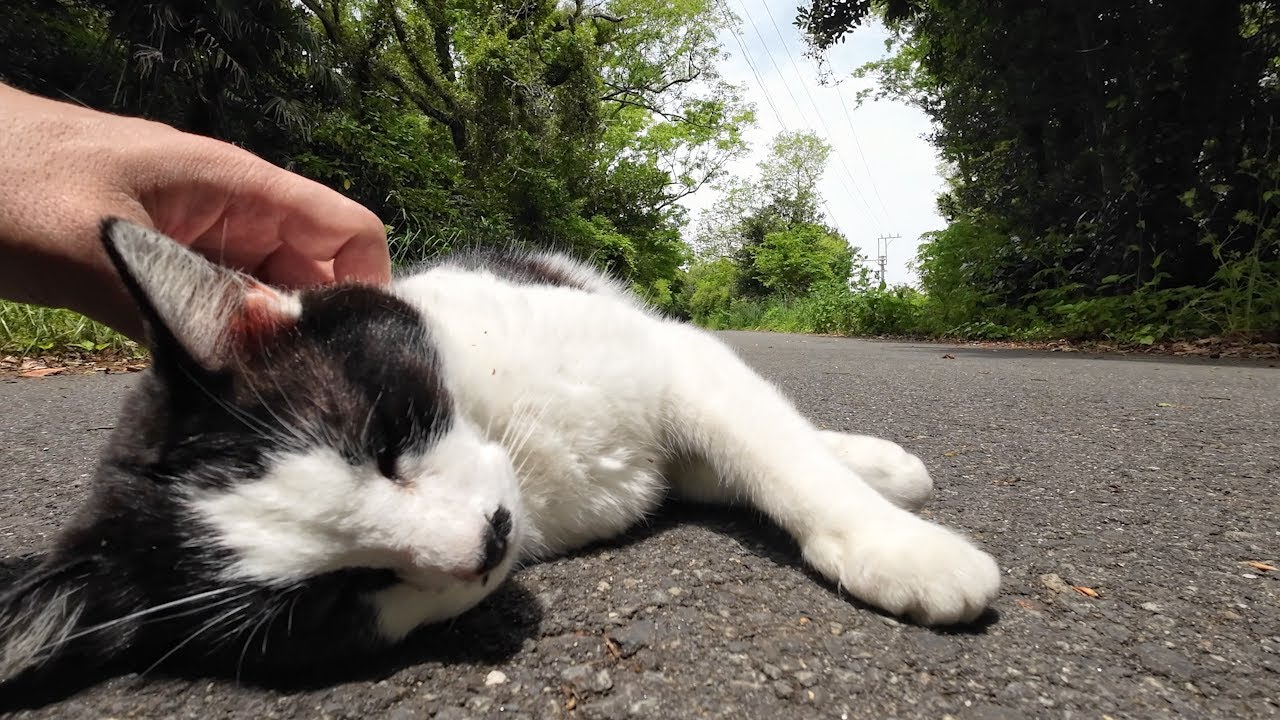 Friendly cat Cats island Japan Tashirojima YouTube