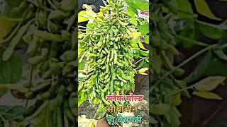 Black Bold Soyabean Variety Black Bold Soyabean