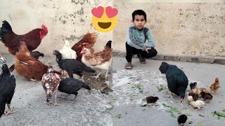 Chicks nay to Kamal kr dia  | Rir poultry farming | shehr main dihat