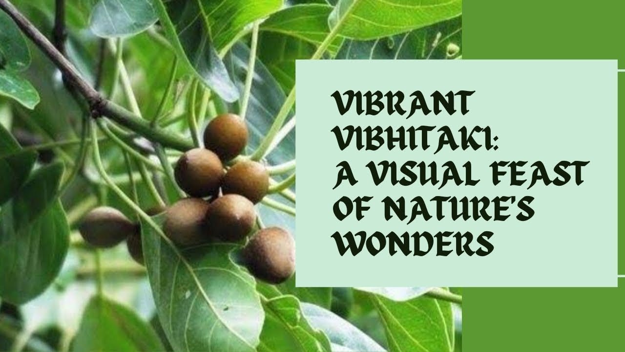 "𝙑𝙞𝙗𝙝𝙞𝙩𝙖𝙠𝙞 𝙬𝙤𝙣𝙙𝙚𝙧𝙨: Discover the Fountain of Health in This Ancient Superfruit!"