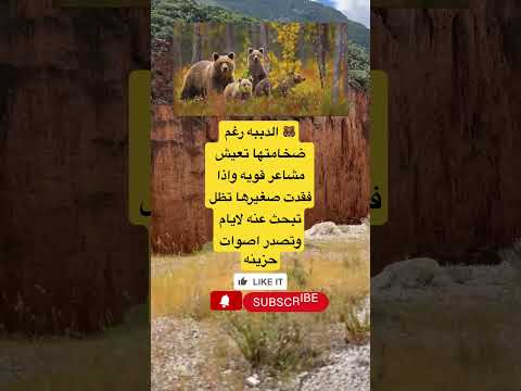 الدببه رغم ضخامتها تعيش مشاعر قويه واذا فقدت صغيرها تظل تبحث عنه لايام وتصدر اصوات حزينه