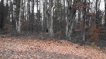 Widowmaker tree chainsaw