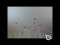 Point Trails - #motiongraphics