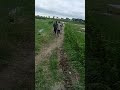 ভাই ব্রাদার কে নিয়ে একটু ঘুরলাম কেচি রোড