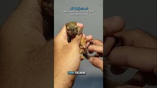 Cara Mengatasi Saluran Pip Bengkak Bajing Kelapa