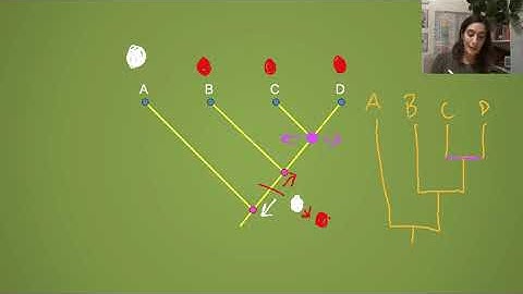Understanding Cladograms and Testing Phylogenetic Hypotheses