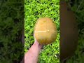 Farming the coconuts #short #fyp