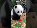 Good Vibes Only: Baby Panda + Rocking Horse | iPanda #shorts