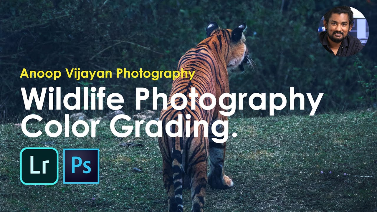 Wildlife Photography Color Grading #canon80D #wildlifephotography # ...
