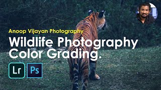 Wildlife Photography Color Grading  #canon80D #wildlifephotography #colorgrading #photoshop screenshot 4