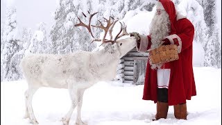 Reindeer dog of Santa Claus Finnish Lapphund Father Christmas: Rovaniemi Lapland Finland Pello