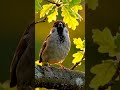 Bright Morning Vibes: Listen to the Bulbul's Happy Song!