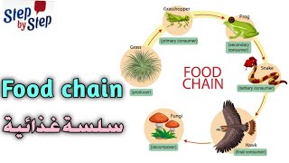 نطق كلمة Food chain سلسلة غذائية 🗣️