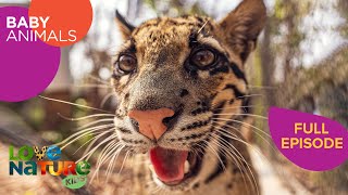 Baby Cloud Leopards, Polar Bears & Their Humans Heroes! | Baby Animals 201