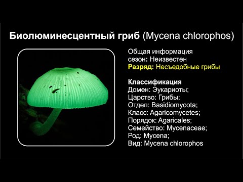 Биолюминесцентный гриб (Mycena chlorophos)