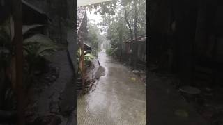 walking in the pouring rain #rainoundforsleep #rain #walkingrain #heavyrain #nature #hujan