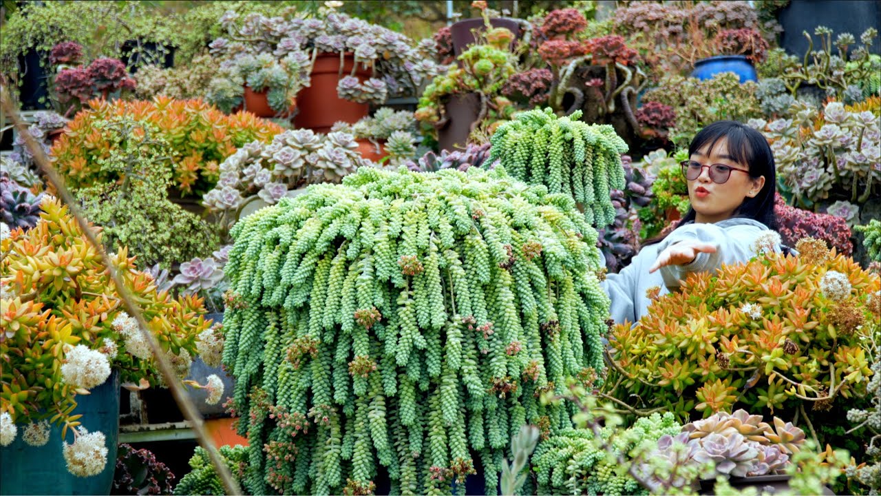 30 Huge succulents that are easy to grow even for beginners