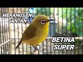 Pleci betina birahi perangsang bunyi