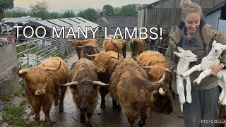 LAMBING TIME + HIGHLAND TB TEST week 