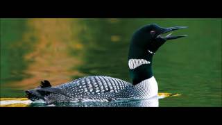 Loon Call Ringtone  Ringtones For Android  Sfx