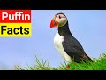 Incredible Puffin Facts That Will Surprise You!