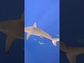 🦈 Millions of Sharks Are Disappearing Every Year… Here’s Why the Ocean Is in Danger #avi