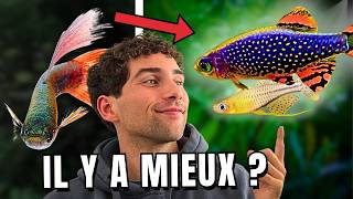 Try These 5 Fish Before You Buy a Guppy