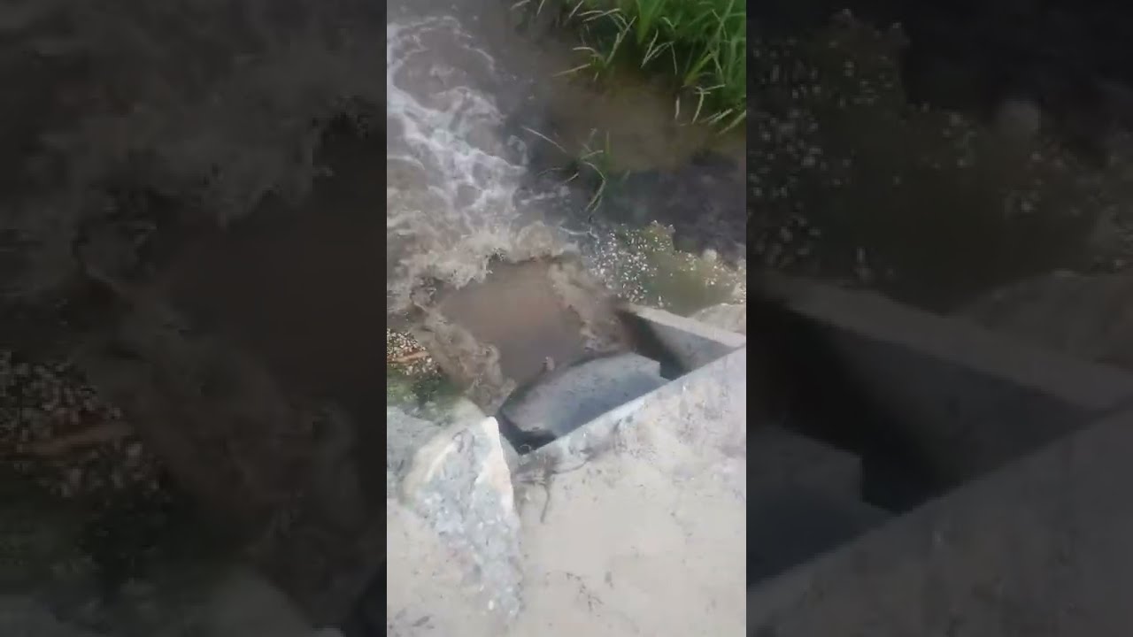 In Portugal, state-owned companies pollute blatantly - Cochadas, Cantanhede 