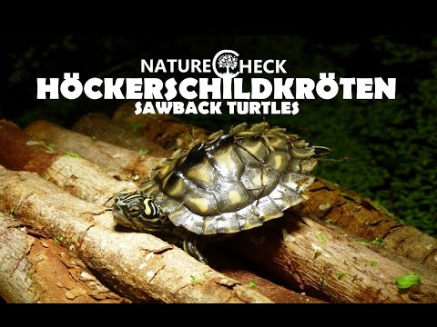 watershed Höckerschildkröten - Sawback Turtles