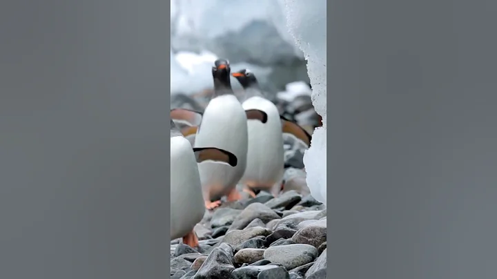Penguin Encounters #shorts #discoverantarctica  #antarcticatour #travel #antarcticatravel #penguin