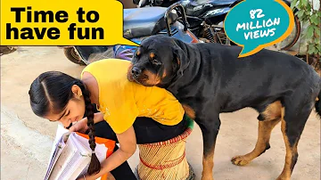 My dog is trying to irritat anshu || the rott best video | funny dog videos.