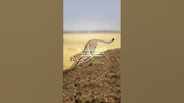 سورة الكوثر بصوت مؤثر للقارئ ياسر الدوسري 💫🤍 #سورة_الكوثر