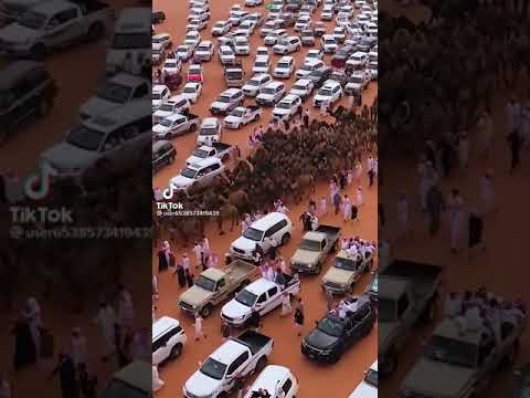 أكبر عرض الابل في المملكة العربية السعودية الابل بدو سلطنةعمان صلالة اكسبلور