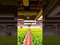 Revolutionizing Agriculture with Vertical Farming